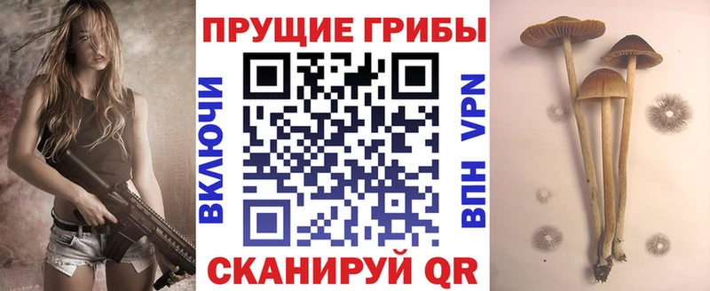 Псилоцибиновые грибы Psilocybe Снежногорск